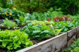 Garden novahomefinds